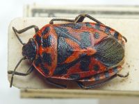 Eurydema (Rubrodorsalium) blanda
