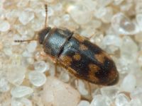 Litargus connexus