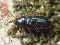 Mycetochara maura
