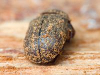 Aesalus scarabaeoides