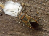 Arocatus melanocephalus