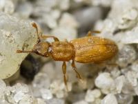 Monotoma quadrifoveolata