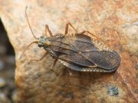 Physatocheila smreczynskii
