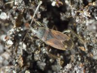 Eremocoris plebejus