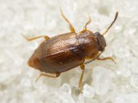 Anthobium atrocephalum