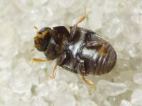 Scymniscus biflammulatus