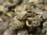 Acalles (Acalles) echinatus