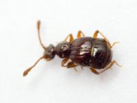 Brachygluta fossulata