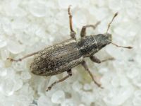 Sitona