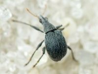 Oxystoma craccae