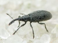 Stenopterapion (Stenopterapion) tenue