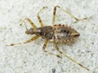 Himacerus apterus