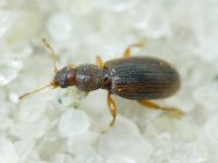 Corticaria impressa