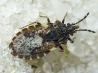 Aradus bimaculatus