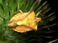 Carpocoris fuscispinus