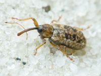 Dorytomus longimanus