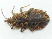 Aradus betulae
