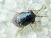 Geocoris