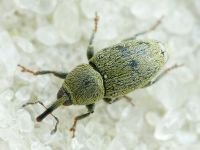 Sibinia (Sibinia) subelliptica