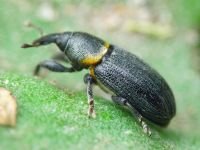 Mecinus collaris