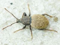 Otiorhynchus raucus