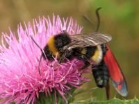 Bombus hortorum