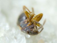 Plinthisus longicollis