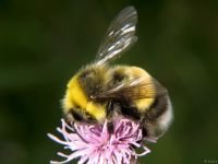 Bombus hortorum