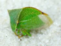 Stictocephala bisonia