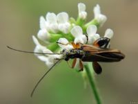 Oedemera podagrariae