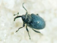 Ceutorhynchus chalibaeus