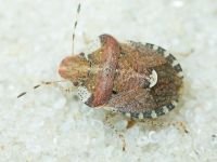 Dyroderes umbraculatus