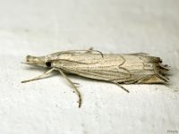 Crambidae