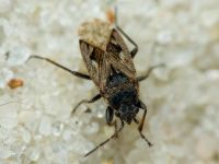 Sphragisticus nebulosus