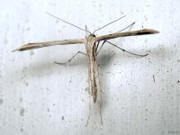 Emmelina monodactyla