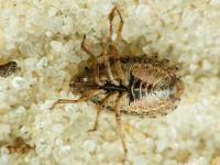 Sciocoris macrocephalus