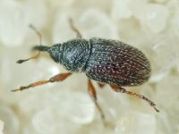Mecinus plantaginis