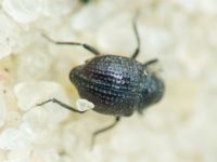 Georissus crenulatus