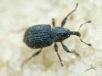 Tanysphyrus lemnae