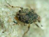 Rhinoncus bruchoides
