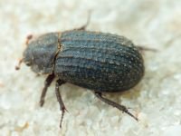Trogidae