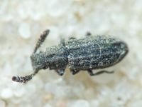 Orthocerus clavicornis