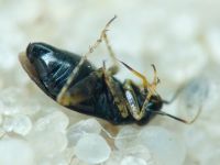 Chlamydatus pullus