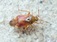 Miridae