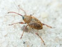 Curculio (Curculio) glandium