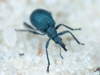 Apionidae