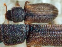 Synchita humeralis