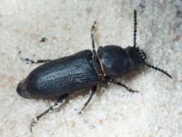 Spondylis buprestoides