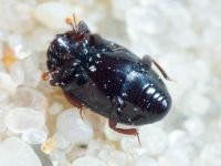 Paromalus flavicornis