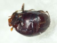 Abraeus